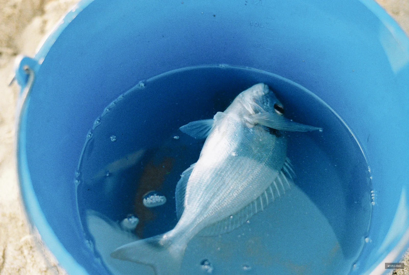 Fish in bucket