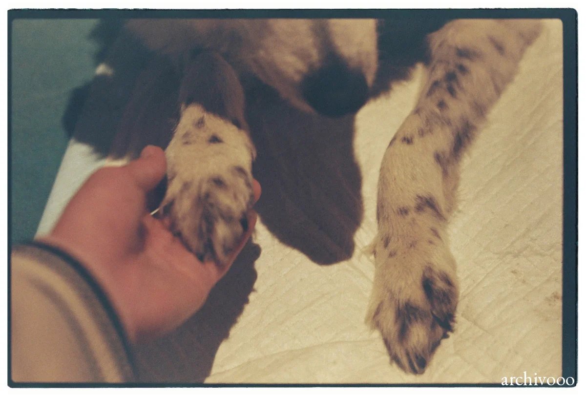 Pawshake