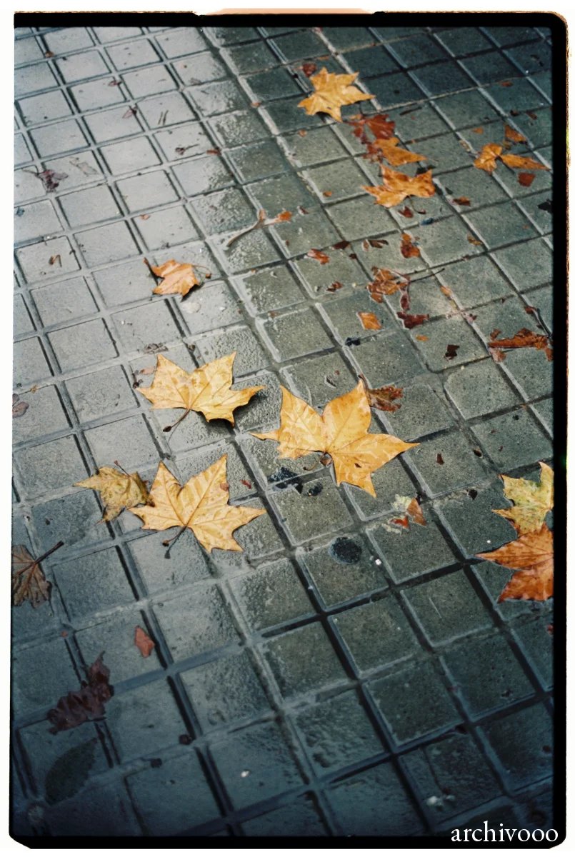 Autumn leaves